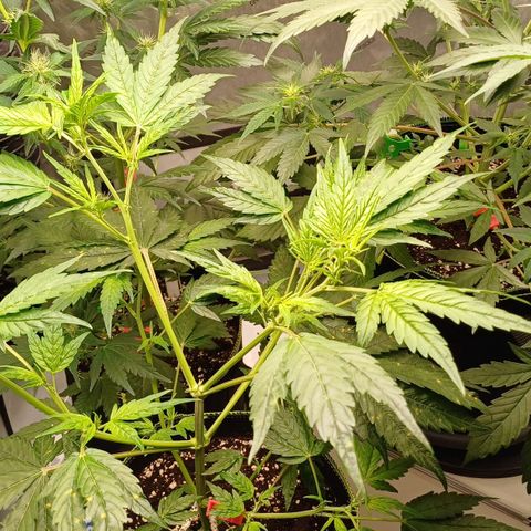 Amnesia Lemon 🫒🍋Auto Yareli growlog timeline photo