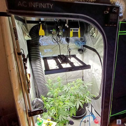 Purple🟣Kush Auto Jade growlog timeline photo