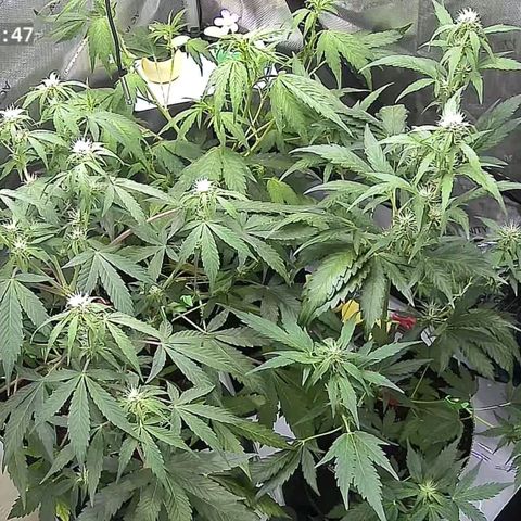 Purple🟣Kush Auto Jade growlog timeline photo