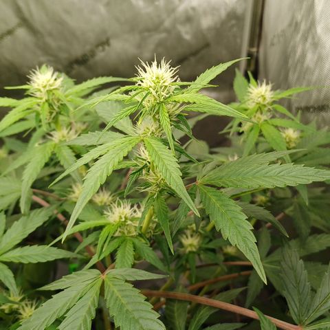 Purple🟣Kush Auto Jade growlog timeline photo