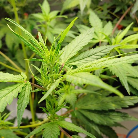 Amnesia Lemon 🫒🍋Auto Yareli growlog timeline photo