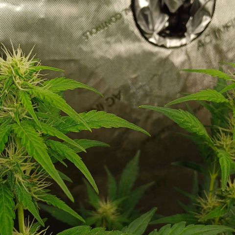 Chocolope🍫 Auto Khora growlog timeline photo
