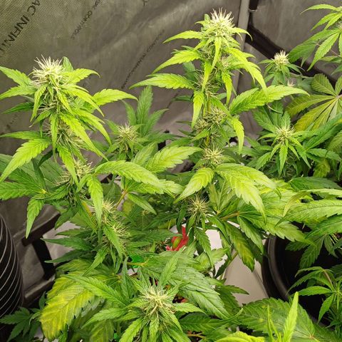 Chocolope🍫 Auto Khora growlog timeline photo