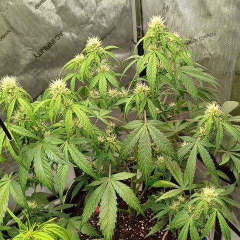 Purple🟣Kush Auto Jade growlog timeline photo
