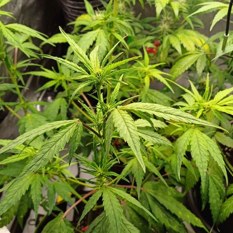 Amnesia Lemon 🫒🍋Auto Yareli growlog timeline photo