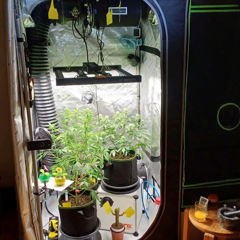 Purple🟣Kush Auto Jade growlog timeline photo