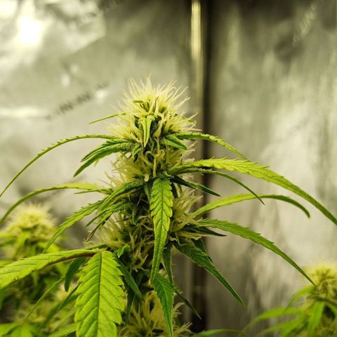 Purple🟣Kush Auto Jade growlog timeline photo