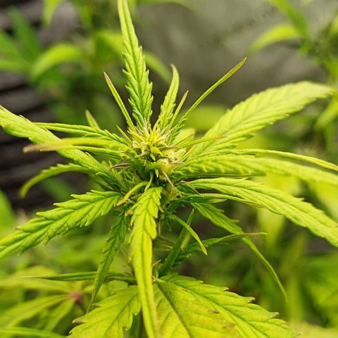 Amnesia Lemon 🫒🍋Auto Yareli growlog timeline photo