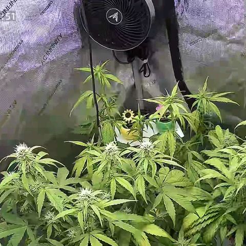 Purple🟣Kush Auto Jade growlog timeline photo