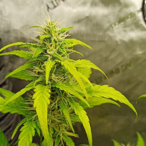 Chocolope🍫 Auto Khora growlog timeline photo