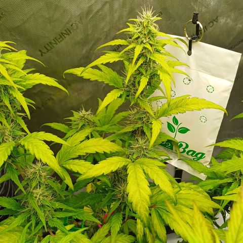 Chocolope🍫 Auto Khora growlog timeline photo