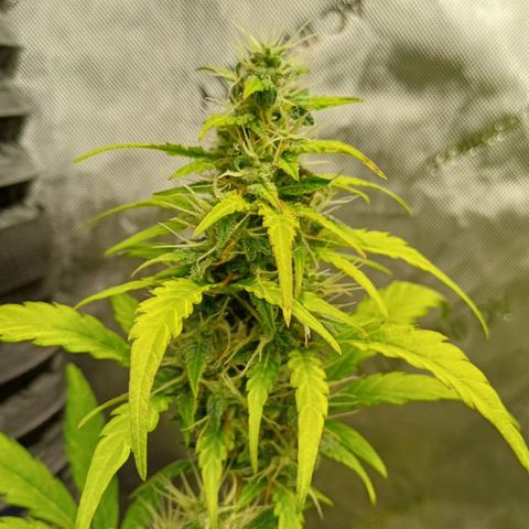 Chocolope🍫 Auto Khora growlog timeline photo