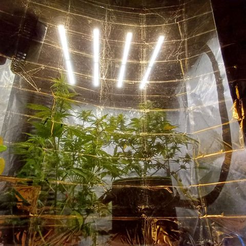 Purple🟣Kush Auto Jade growlog timeline photo