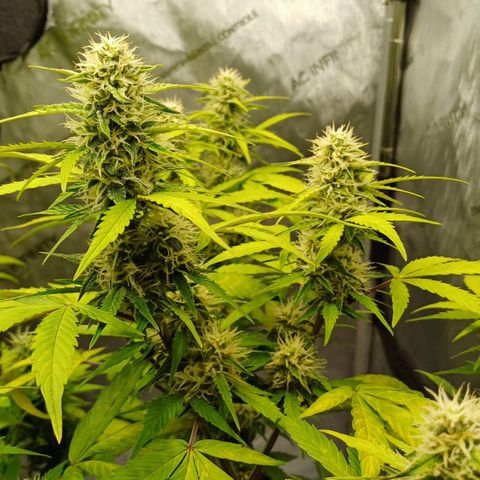 Purple🟣Kush Auto Jade growlog timeline photo
