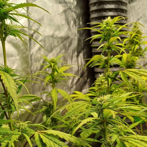 Amnesia Lemon 🫒🍋Auto Yareli growlog timeline photo