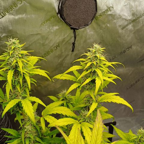 Chocolope🍫 Auto Khora growlog timeline photo