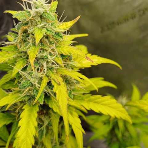 Chocolope🍫 Auto Khora growlog timeline photo