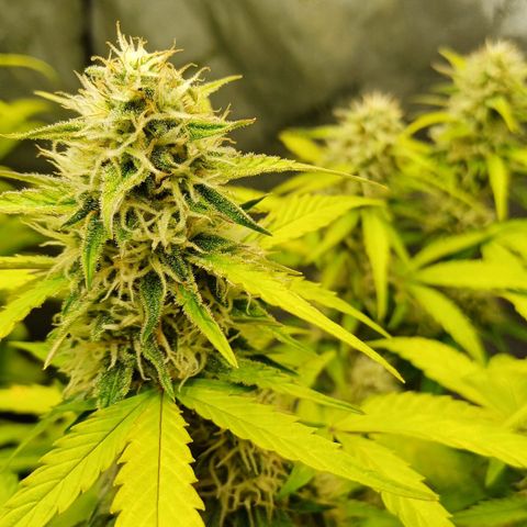 Purple🟣Kush Auto Jade growlog timeline photo