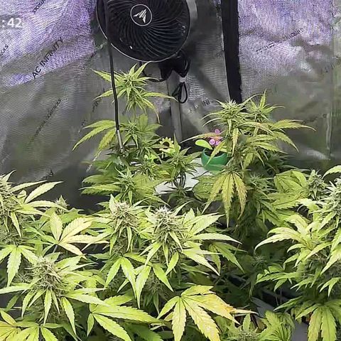 Purple🟣Kush Auto Jade growlog timeline photo