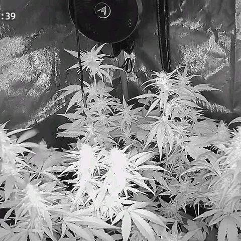 Purple🟣Kush Auto Jade growlog timeline photo
