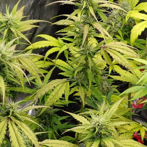 Amnesia Lemon 🫒🍋Auto Yareli growlog timeline photo