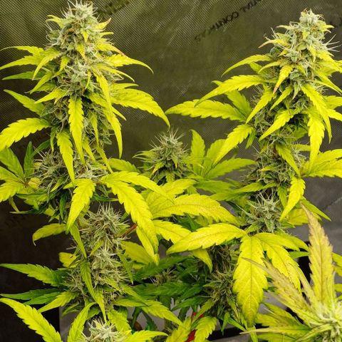 Chocolope🍫 Auto Khora growlog timeline photo