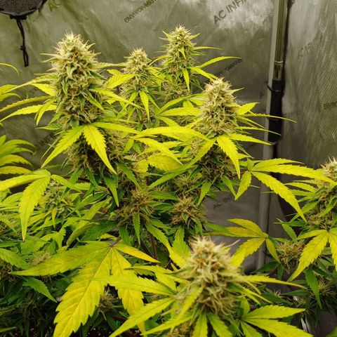 Purple🟣Kush Auto Jade growlog timeline photo