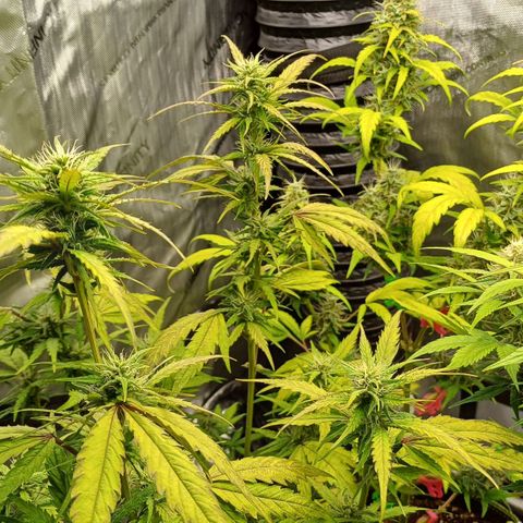 Amnesia Lemon 🫒🍋Auto Yareli growlog timeline photo
