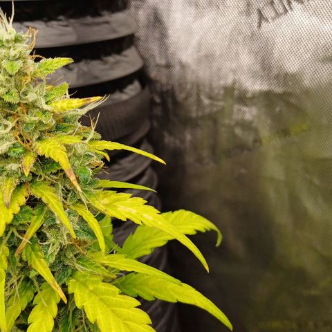 Chocolope🍫 Auto Khora growlog timeline photo