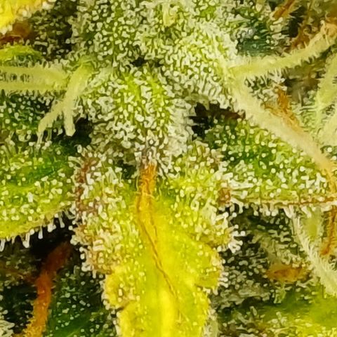 Chocolope🍫 Auto Khora growlog timeline photo