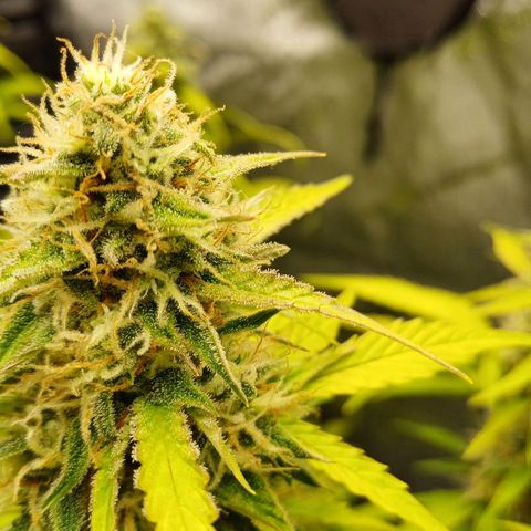 Purple🟣Kush Auto Jade growlog timeline photo