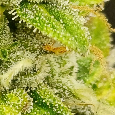 Purple🟣Kush Auto Jade growlog timeline photo
