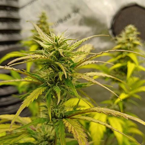 Amnesia Lemon 🫒🍋Auto Yareli growlog timeline photo