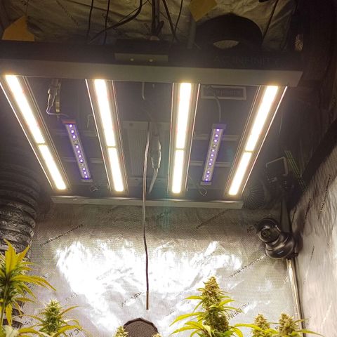 Purple🟣Kush Auto Jade growlog timeline photo