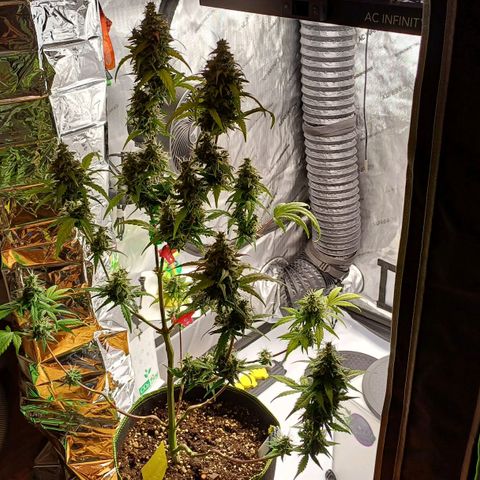 Chocolope🍫 Auto Khora growlog timeline photo