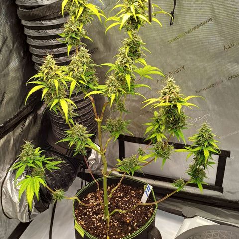 Chocolope🍫 Auto Khora growlog timeline photo