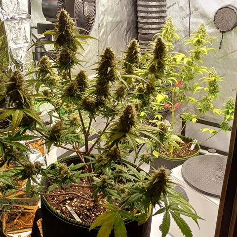 Purple🟣Kush Auto Jade growlog timeline photo