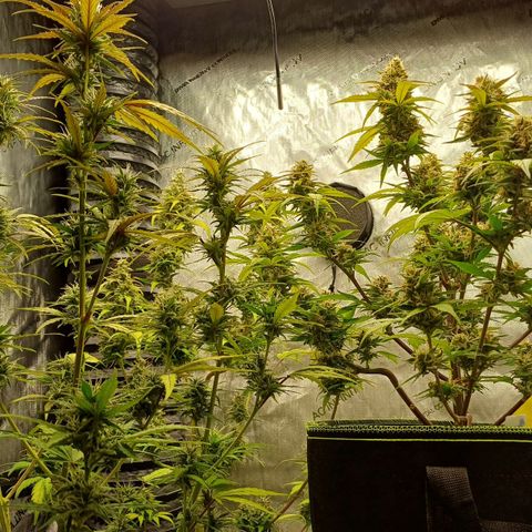 Purple🟣Kush Auto Jade growlog timeline photo