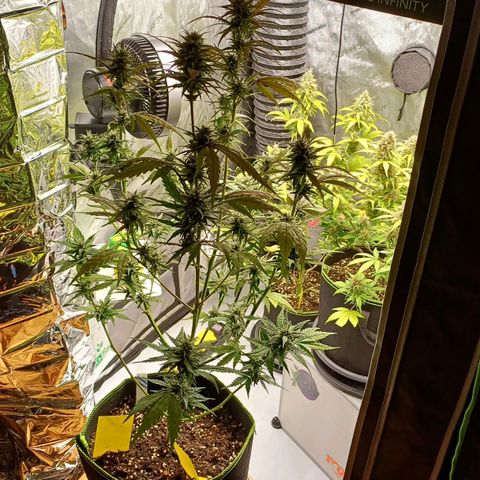 Amnesia Lemon 🫒🍋Auto Yareli growlog timeline photo