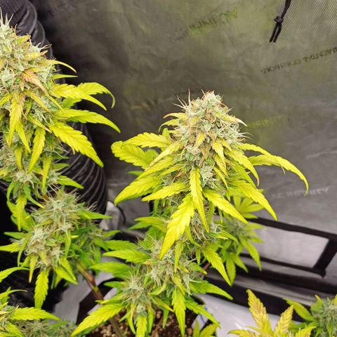 Chocolope🍫 Auto Khora growlog timeline photo