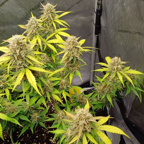 Purple🟣Kush Auto Jade growlog timeline photo