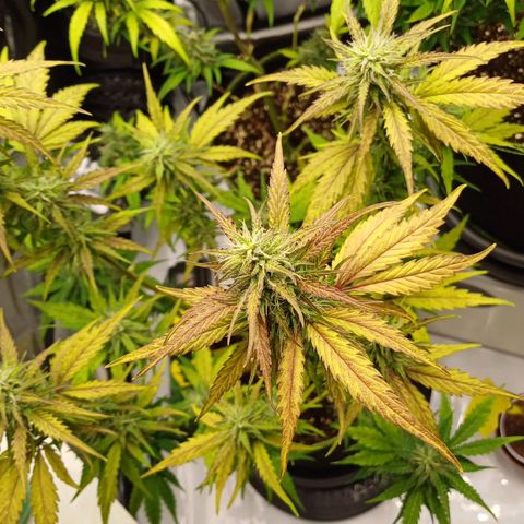 Amnesia Lemon 🫒🍋Auto Yareli growlog timeline photo