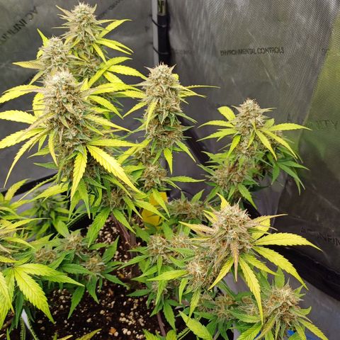 Purple🟣Kush Auto Jade growlog timeline photo