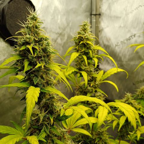 Chocolope🍫 Auto Khora growlog timeline photo