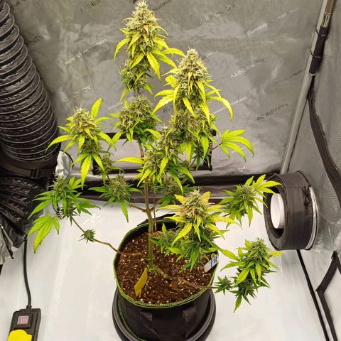 Chocolope🍫 Auto Khora growlog timeline photo