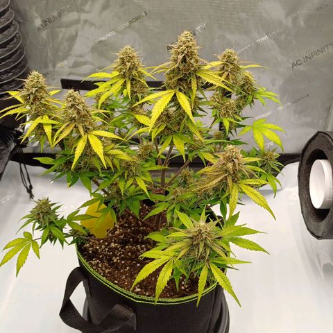 Purple🟣Kush Auto Jade growlog timeline photo