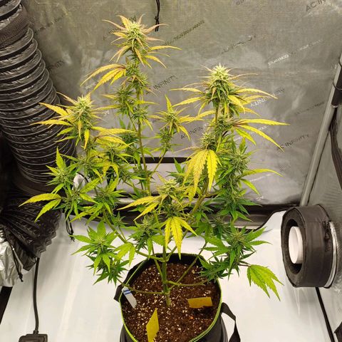 Amnesia Lemon 🫒🍋Auto Yareli growlog timeline photo