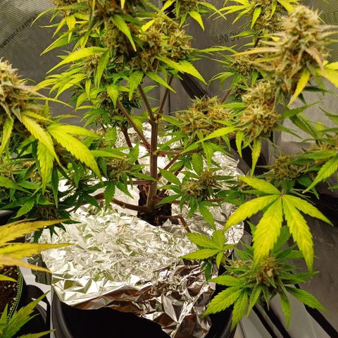 Purple🟣Kush Auto Jade growlog timeline photo