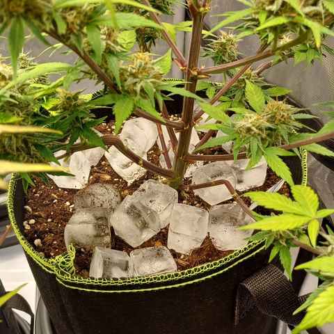 Purple🟣Kush Auto Jade growlog timeline photo