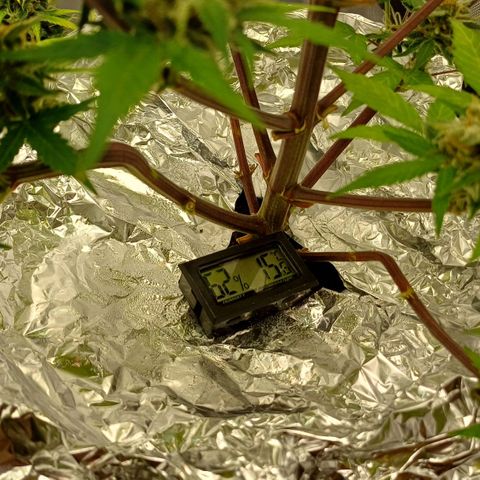 Purple🟣Kush Auto Jade growlog timeline photo